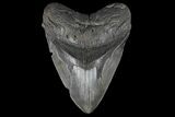 Serrated, Upper Megalodon Tooth - South Carolina #125261-1